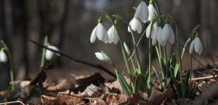 Рекордне тепло. Синоптики дали прогноз на 23 березня