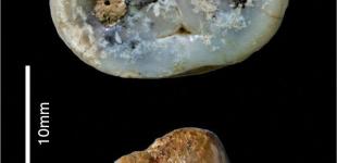 У Кенії вчені виявили знаряддя праці віком майже 3 млн років: хто ними користувався