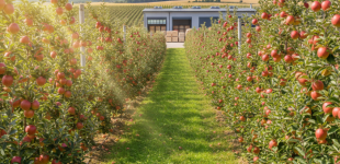 Дешевих яблук в Україні більше не буде: яких цін очікувати цього року