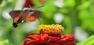 Український 