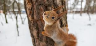 Прогноз погоди на 23 лютого в Україні: опади припиняться, температура - до 16° морозу