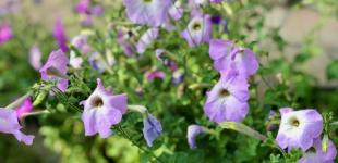 Гороскоп на 13 серпня для всіх знаків зодіаку: день, коли космічні енергії допоможуть у новій справі