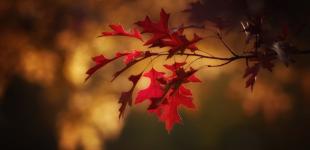 Ударять заморозки: синоптикиня попередила про похолодання через антициклон