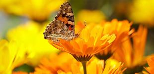 Обов’язково посадіть ці три квітки біля свого будинку: вони гарно цвітуть і додатково відлякують шкідників від саду