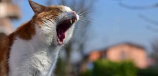 Майже весна: синоптики прогнозують потепління в Україні до +15 і навіть +20