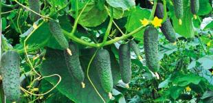 В Україні різко змінилася ціна на популярний овоч: причина