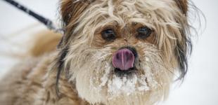 Прогноз погоди на 20 січня: у західних областях буде дощ і мокрий сніг, у південних - до 15° тепла