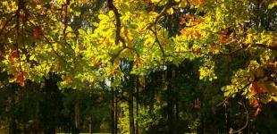 Гороскоп на 8 вересня для всіх знаків зодіаку: день, коли не можна скаржитися на долю