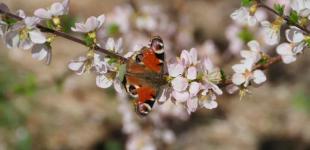 Коли до України повернеться тепло й припиняться дощі — прогноз синоптика