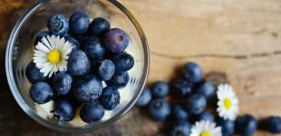 В Україні стартував сезон чорниці: як її збирають та скільки коштує ця ягода