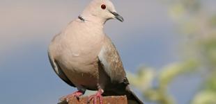 Розкрито таємницю: чому на вулиці ніколи не видно пташенят голубів – де вони ховаються