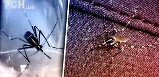 В Україні виявили небезпечного тигрового комара: живе на кладовищі і нападає вдень