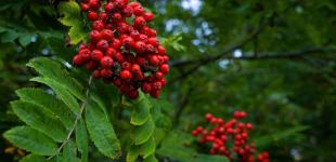 Україну накриють осінні дощі: прогноз погоди на тиждень, 9-14 вересня