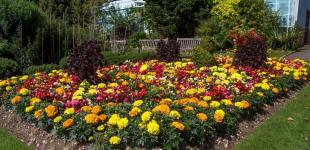 Посадіть ці квіти восени – і ваш сад зацвіте вже в березні