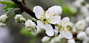 Погода на 6 травня: де в Україні очікувати дощі