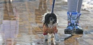 В Україні буде вітряно, але тепло: прогноз погоди на 23 лютого