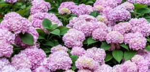 Як врятувати гортензії від слимаків: садівники поділилися корисним лайфгаком