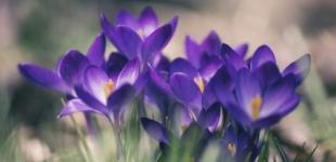 В Україну повертається весняне тепло: де і коли буде +15