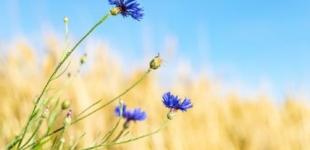 Без опадів та до + 34°С: прогноз погоди по Київщині на 11 липня