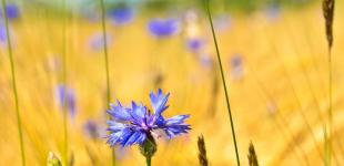 Гороскоп на 12 липня для всіх знаків зодіаку: день, коли потрібно загадати бажання – воно здійсниться