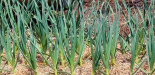 Щоб головки часнику та цибулі були великими — ось чим найкраще підживити їх у червні