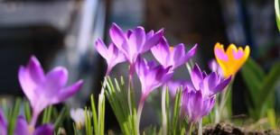 Аномально тепла, але із сюрпризами: прогноз погоди на весну в Україні