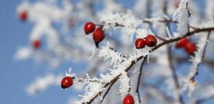 Ще кілька днів, і буде + 9. Якою буде погода у найближчий тиждень — прогноз від Птухи
