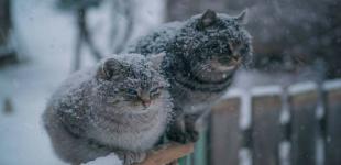 До України повертаються морози