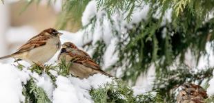 Перепади з різницею у 28 градусів: українцям прогнозують у лютому погодні 