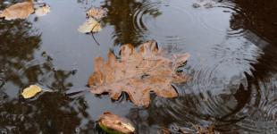 Жовтень починається з холоду і дощів: де 1 жовтня очікувати +6