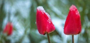 Синоптики попереджають про сильні заморозки: де і коли суттєво знизиться температура