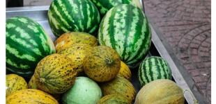 Коли та як садити кавуни й дині на розсаду: сприятливі дні 2024 року