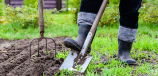 Що робити у квітні на городі: які сільськогосподарські культури висаджувати у відкритий ґрунт