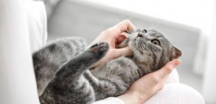 Скільки живуть домашні та вуличні коти, які породи живуть найдовше