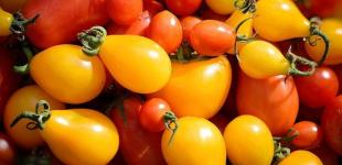 Які помідори корисніші: червоні чи жовті