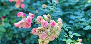 Гороскоп на 8 липня для всіх знаків зодіаку: день, коли необхідно накопичувати енергію