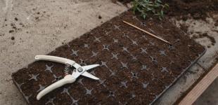 Що сіяти на розсаду в лютому, щоб отримати хороший урожай