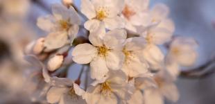 Якою погодою завершиться квітень: синоптикиня дала прогноз 