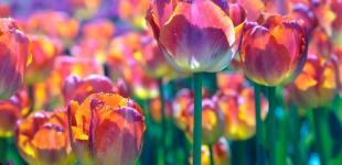 Гороскоп на 7 квітня для всіх знаків зодіаку: день, який примирить із навколишньою дійсністю