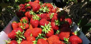 Як правильно заморожувати полуницю: корисні поради