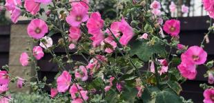 Гороскоп на 3 серпня для всіх знаків зодіаку: день, коли можна розраховувати на швидкий прибуток