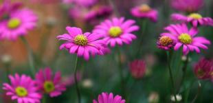 Що зірки нам пророкують: гороскоп на 21–27 липня 2025 року