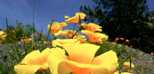 Заморозки у травні зіпсують погоду: синоптики вразили прогнозом