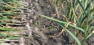 Что в июле посадить на грядке после лука и чеснока, чтобы к осени получить урожай