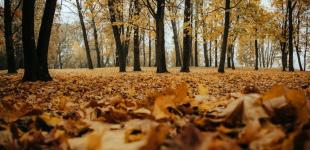 Стане ще холодніше: прогноз погоди на понеділок, 11 листопада