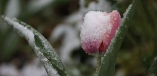 До України повертаються заморозки: де і коли суттєво знизиться температура