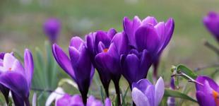 До Києва прийшла метеорологічна весна, але із запізненням