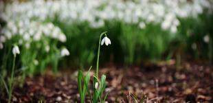 Температура впаде на 10 градусів: синоптик дав прогноз на перший тиждень весни