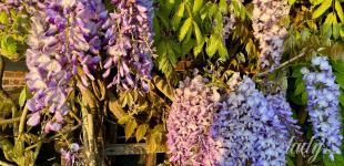 Гороскоп на 5 червня для всіх знаків зодіаку: день вдалого втілення в життя будь-яких бізнес-проєктів