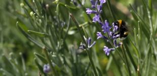 Заморозки триватимуть: прогноз погоди на вівторок, 14 травня